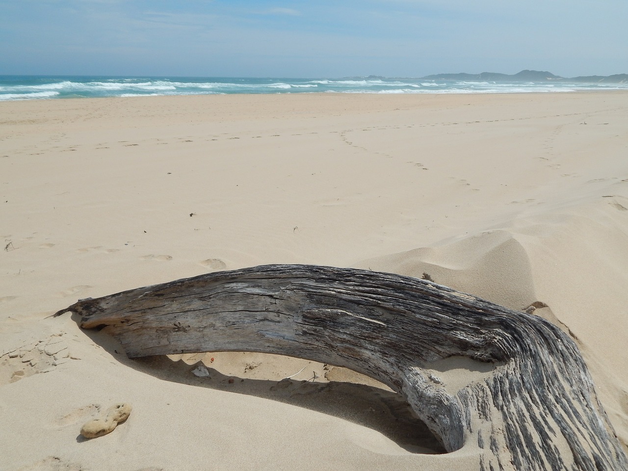 driftwood beach deserted free photo