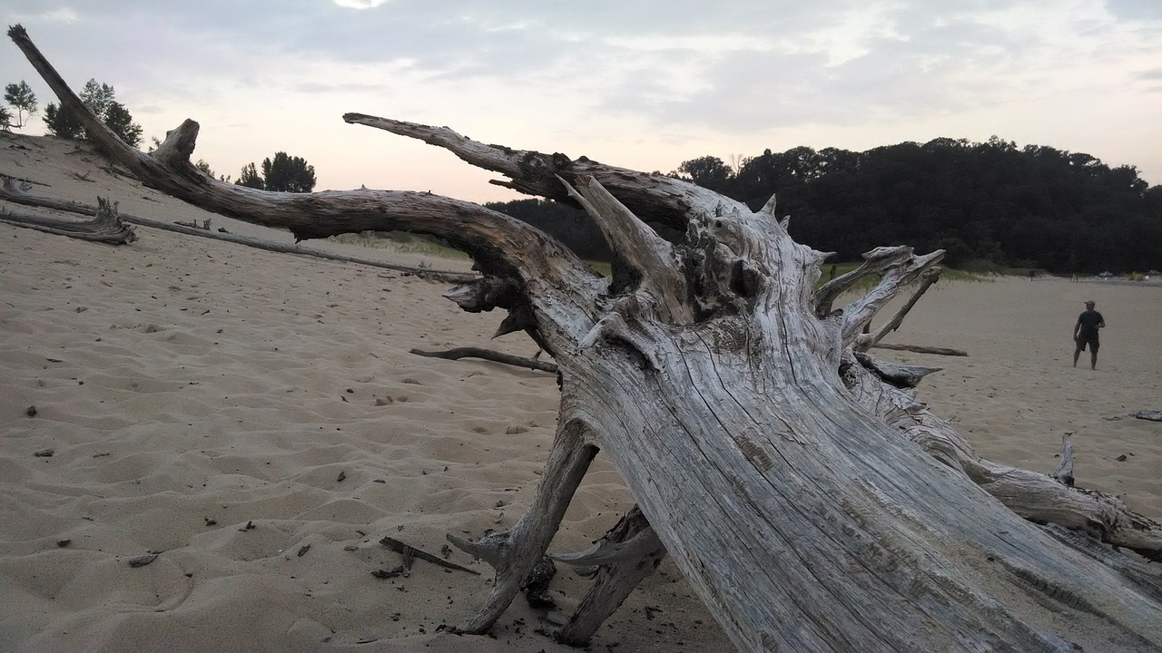 driftwood beach sand free photo