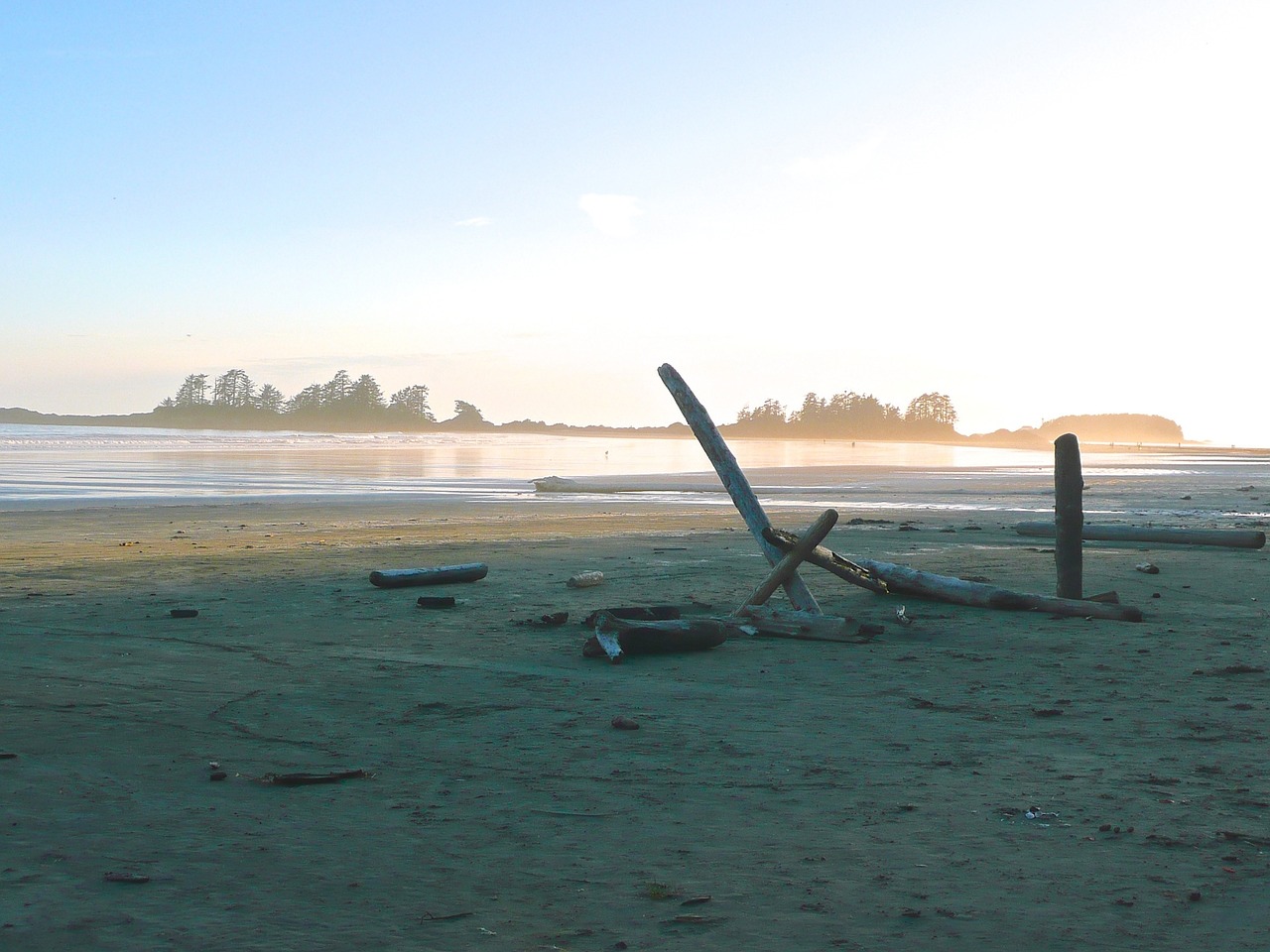 driftwood beach ocean free photo