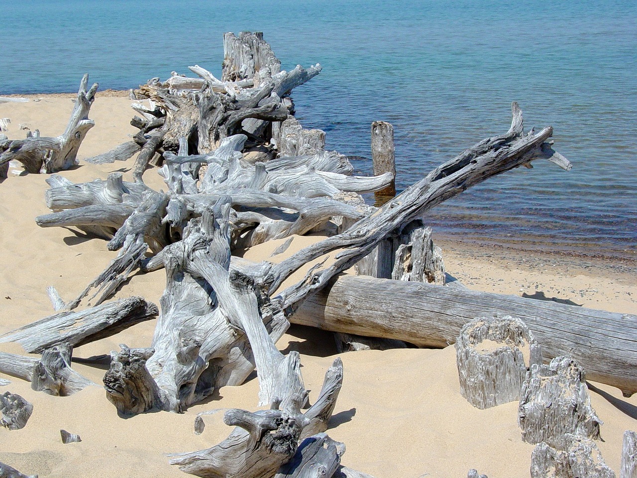 driftwood lake superior beach free photo