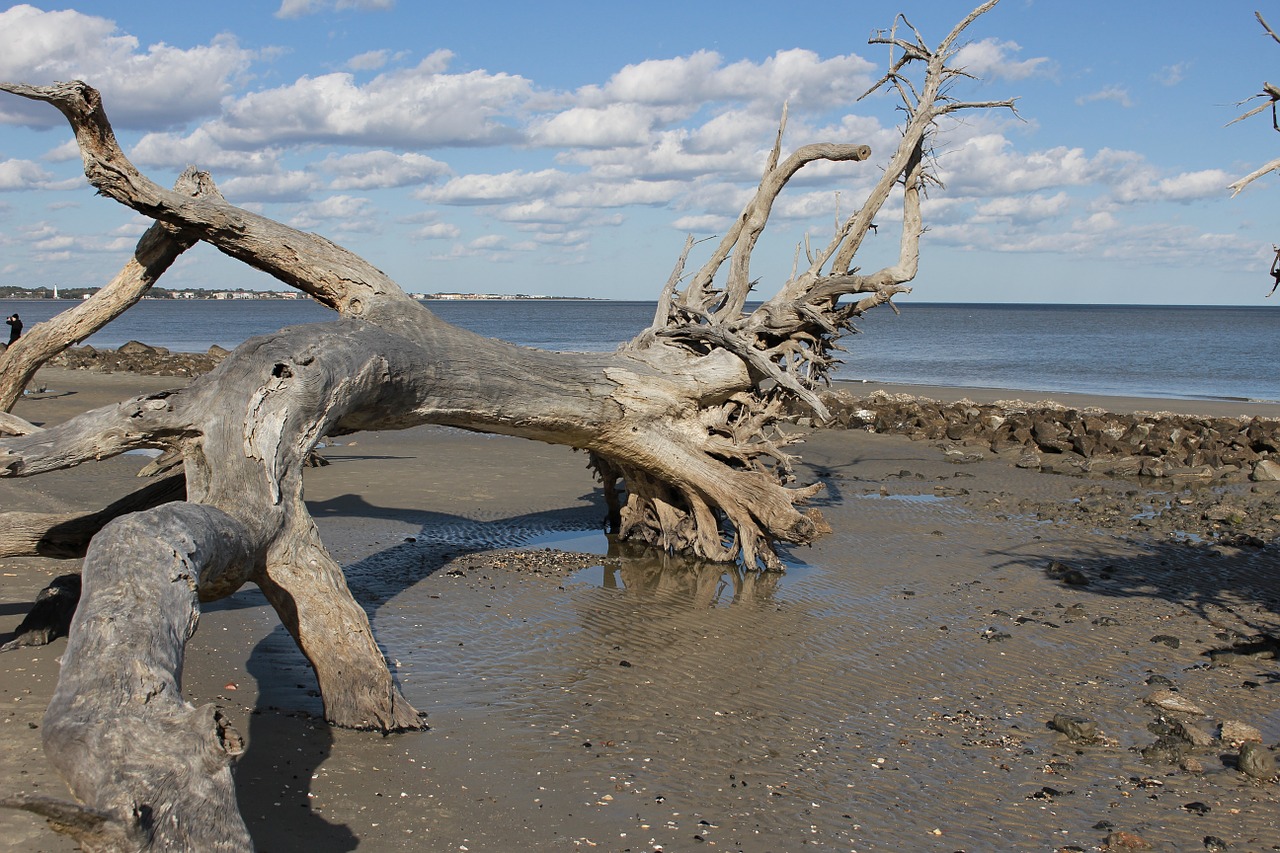 driftwood sky shore free photo