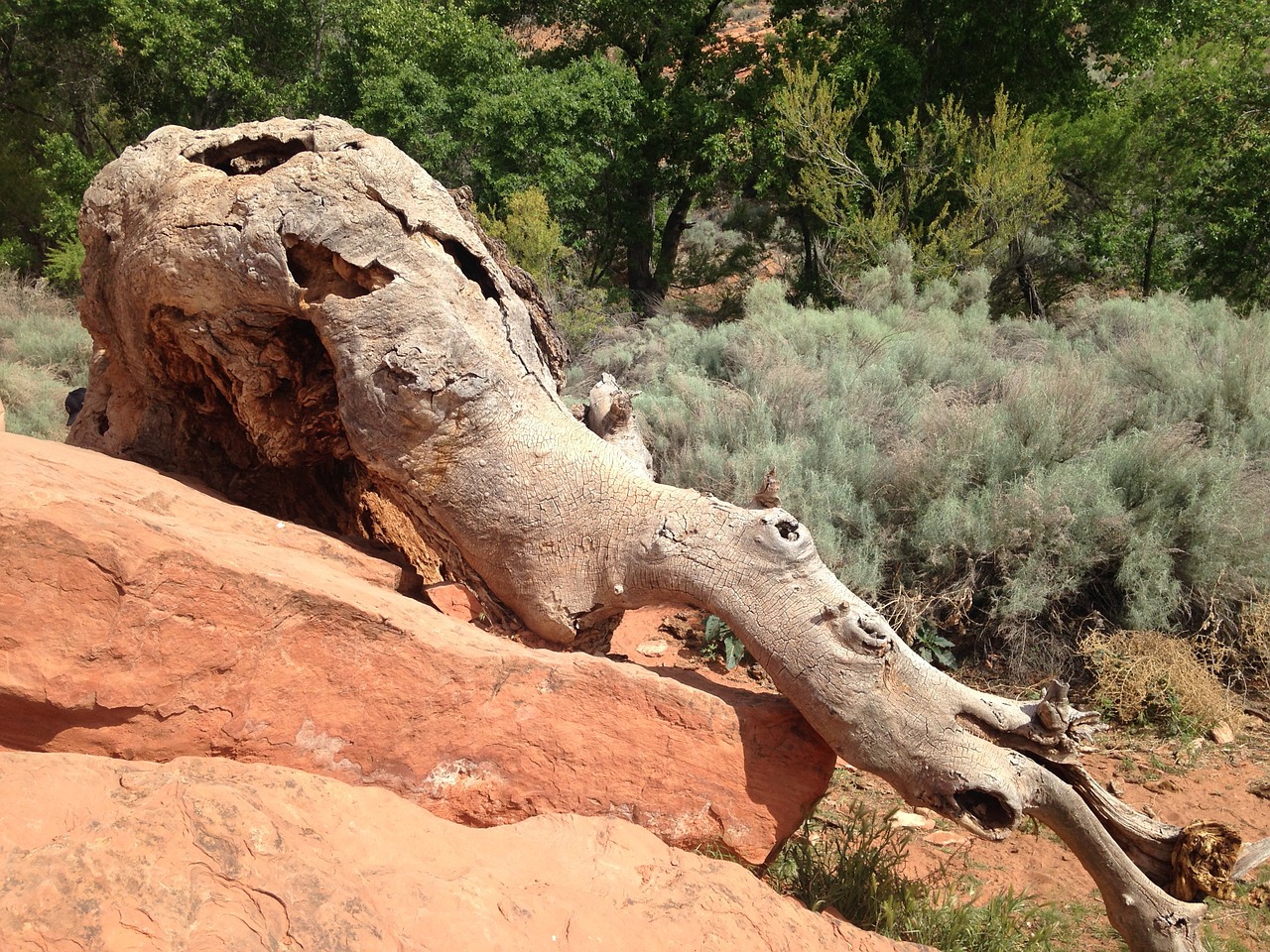 driftwood nature wood free photo