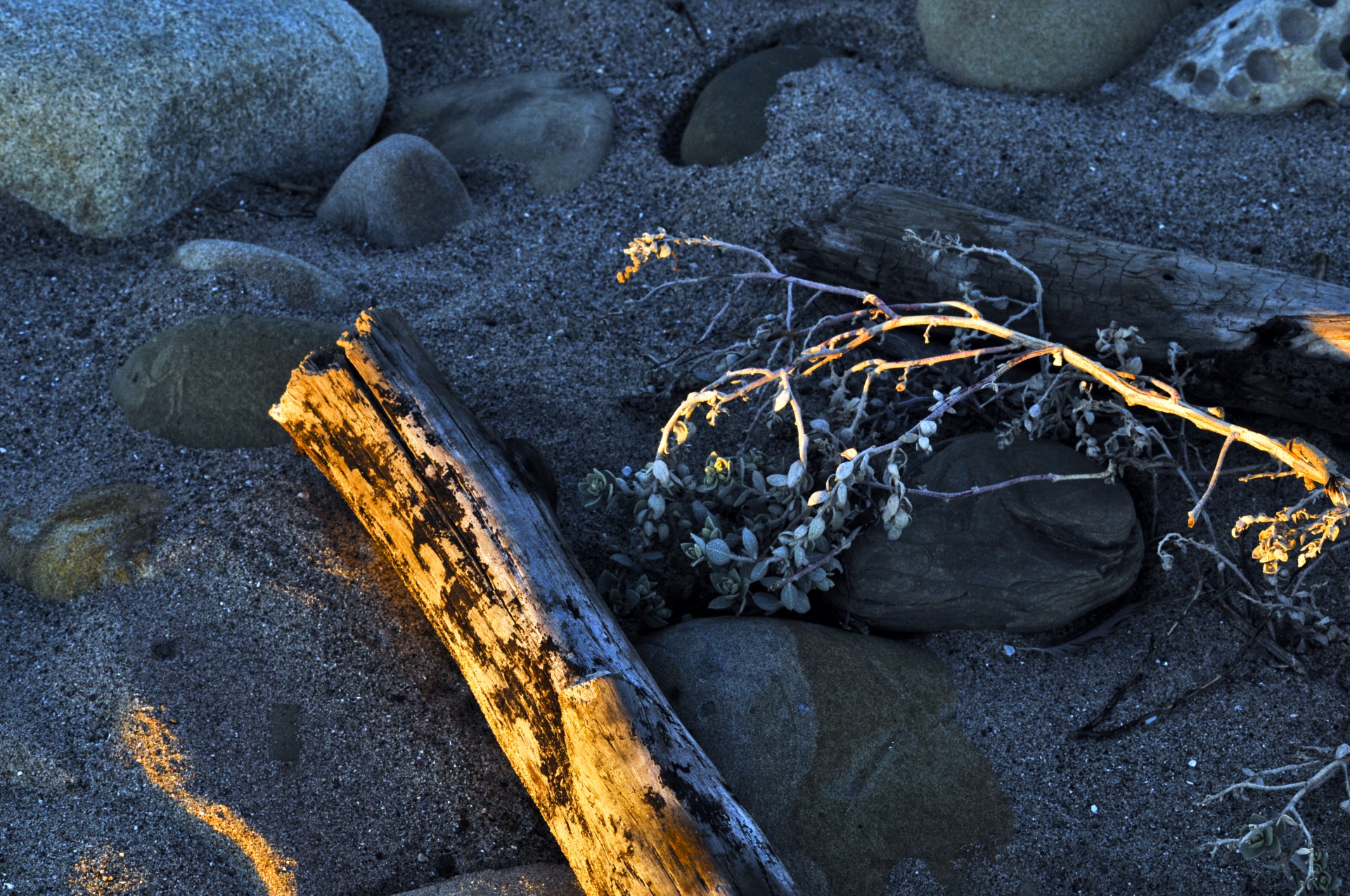seaweed driftwood beach free photo