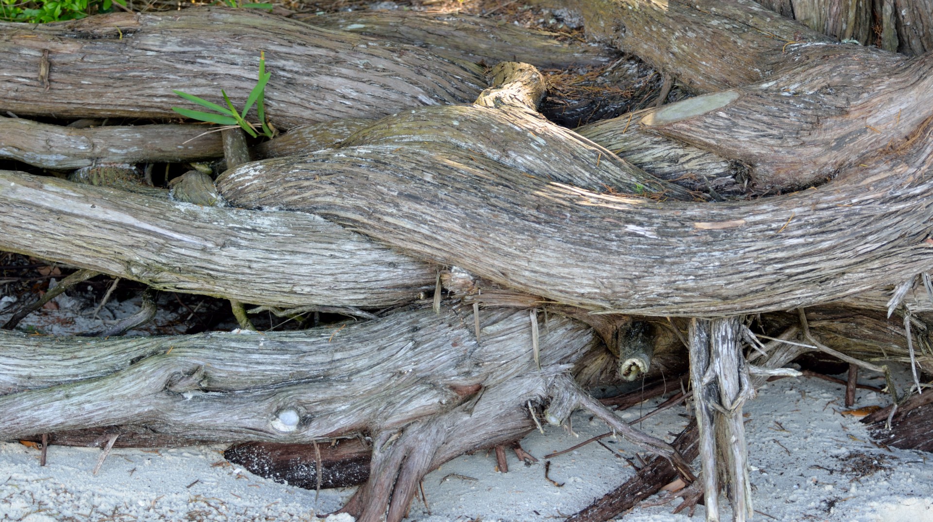 coast outdoor driftwood free photo