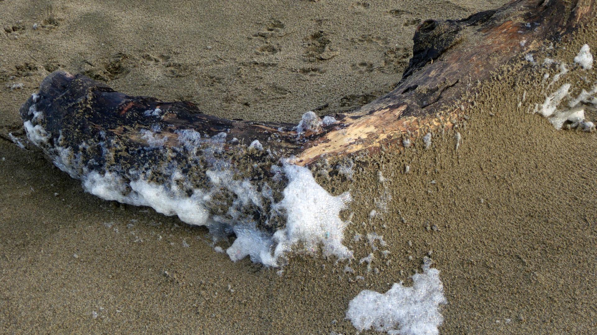 driftwood sand sea foam free photo