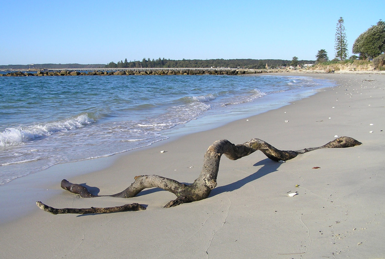 driftwood log beach free photo