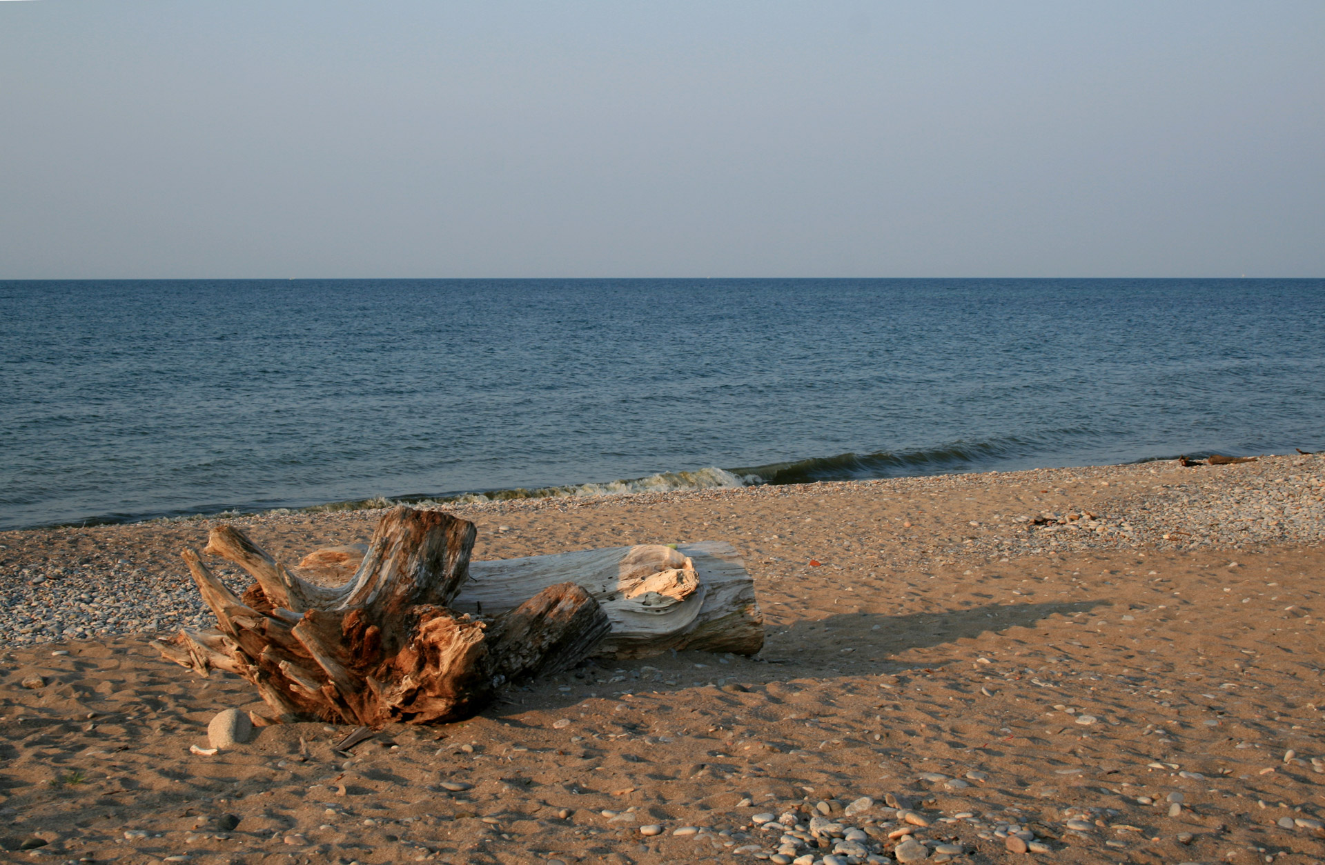 driftwood shore line beach free photo