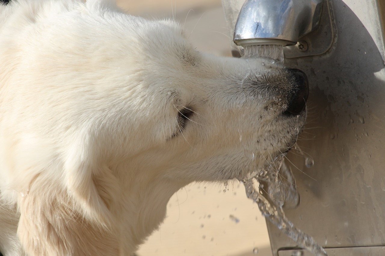 drink water dog free photo