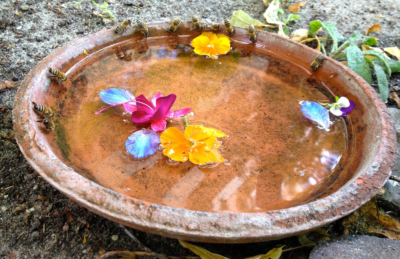 drinking bees honey-bee garden free photo