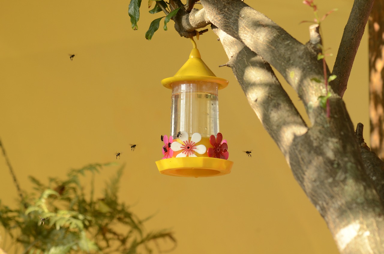 drinking fountain hummingbird bees nectar free photo