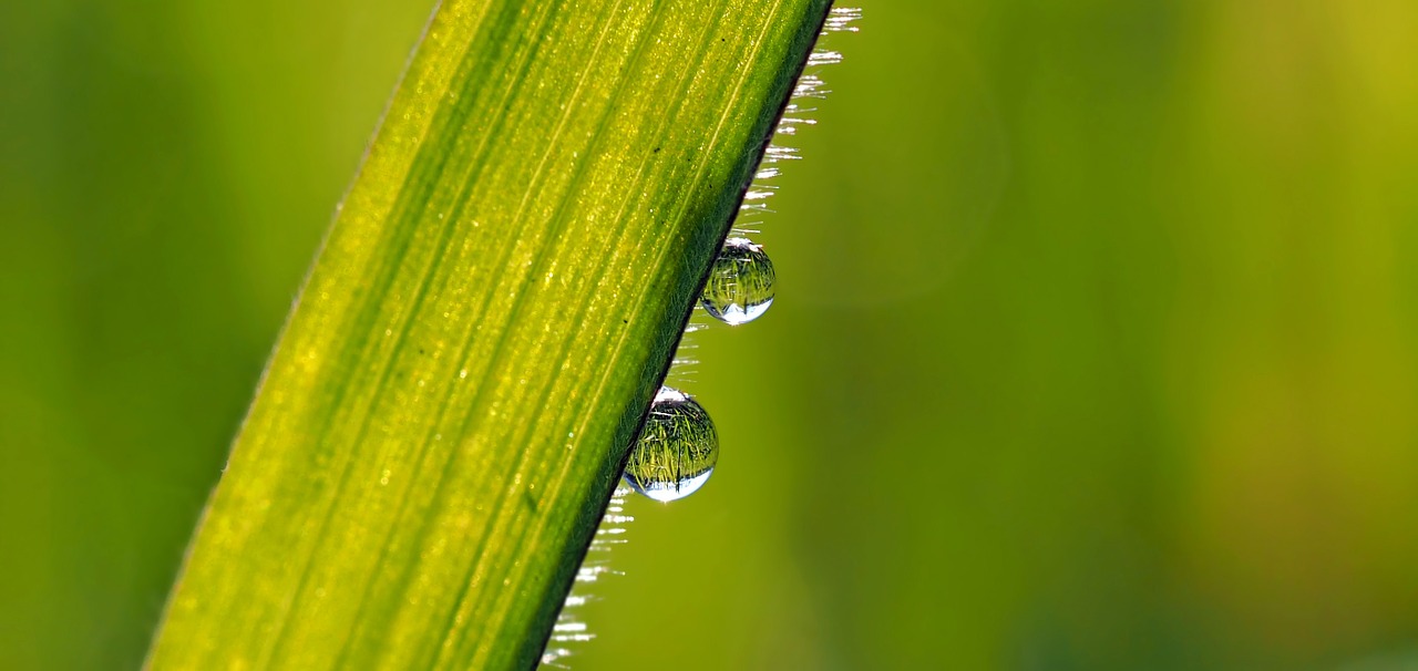 plant nature live free photo