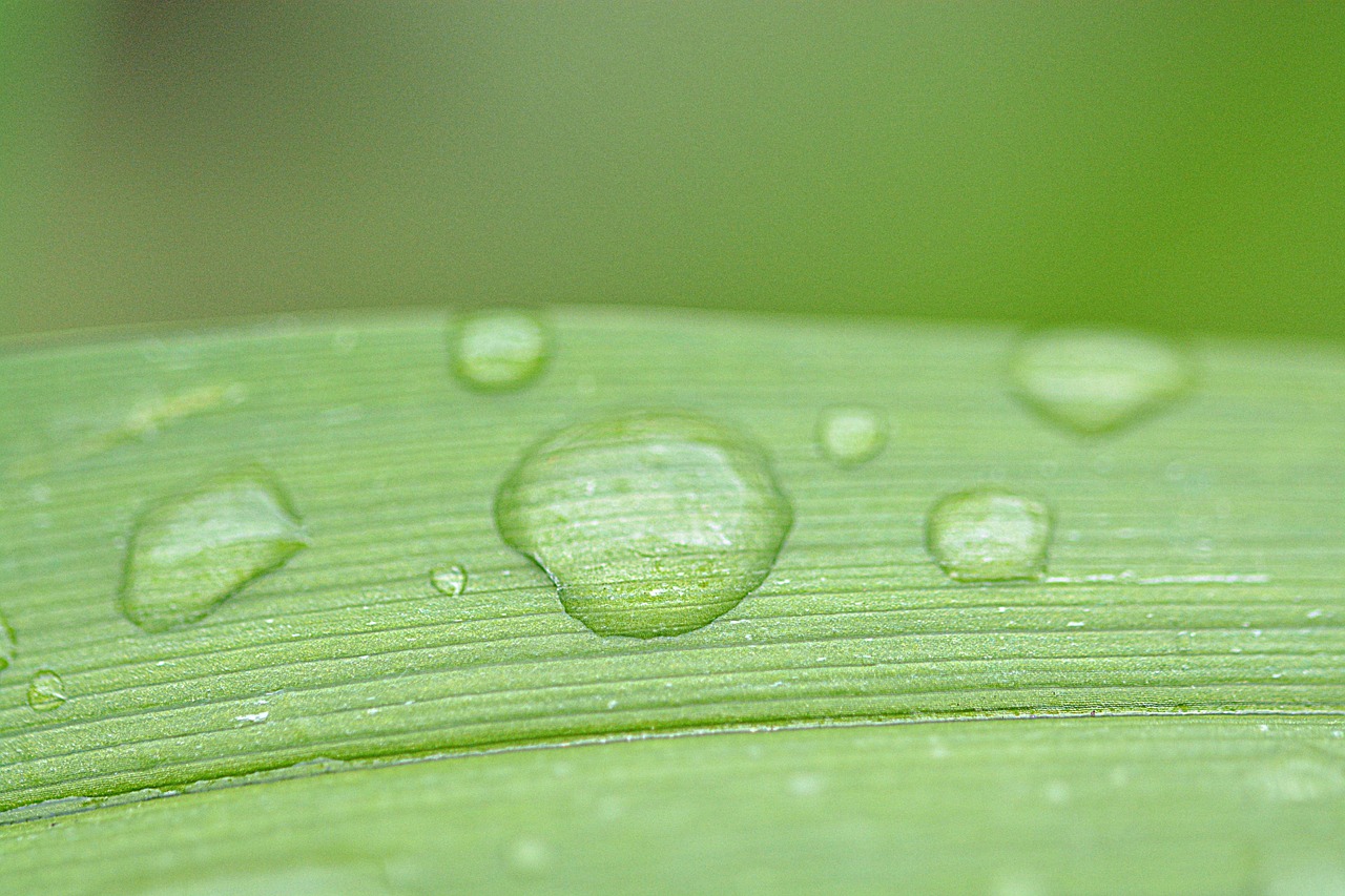 drip wet drop of water free photo