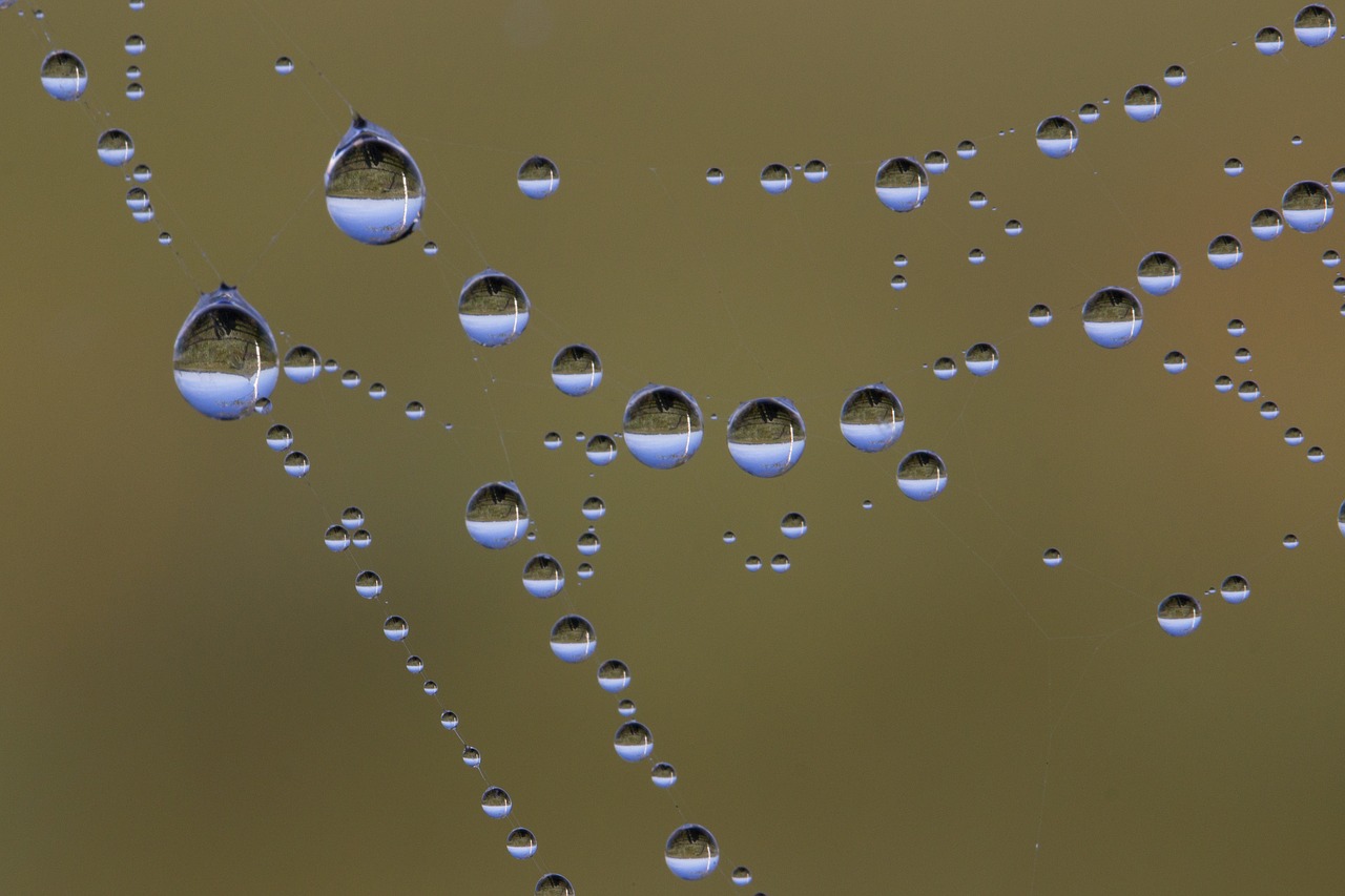 drip drop of water cobweb free photo