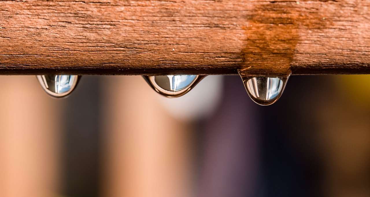 drip drop of water raindrop free photo