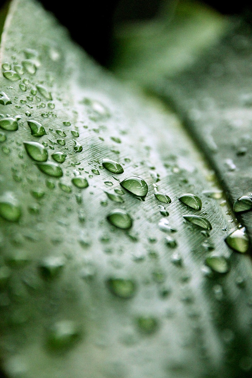 drip leaf rain free photo