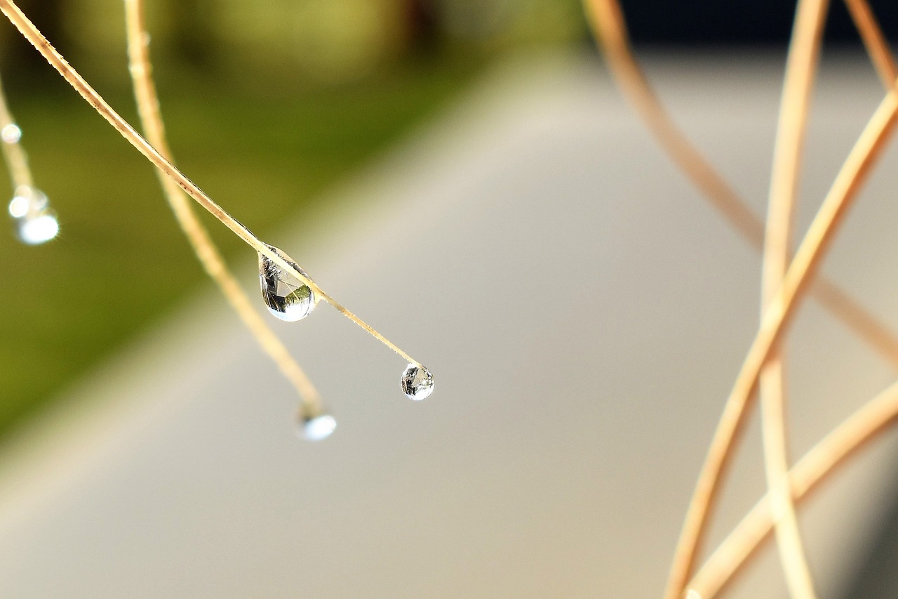 drip dew dewdrop free photo