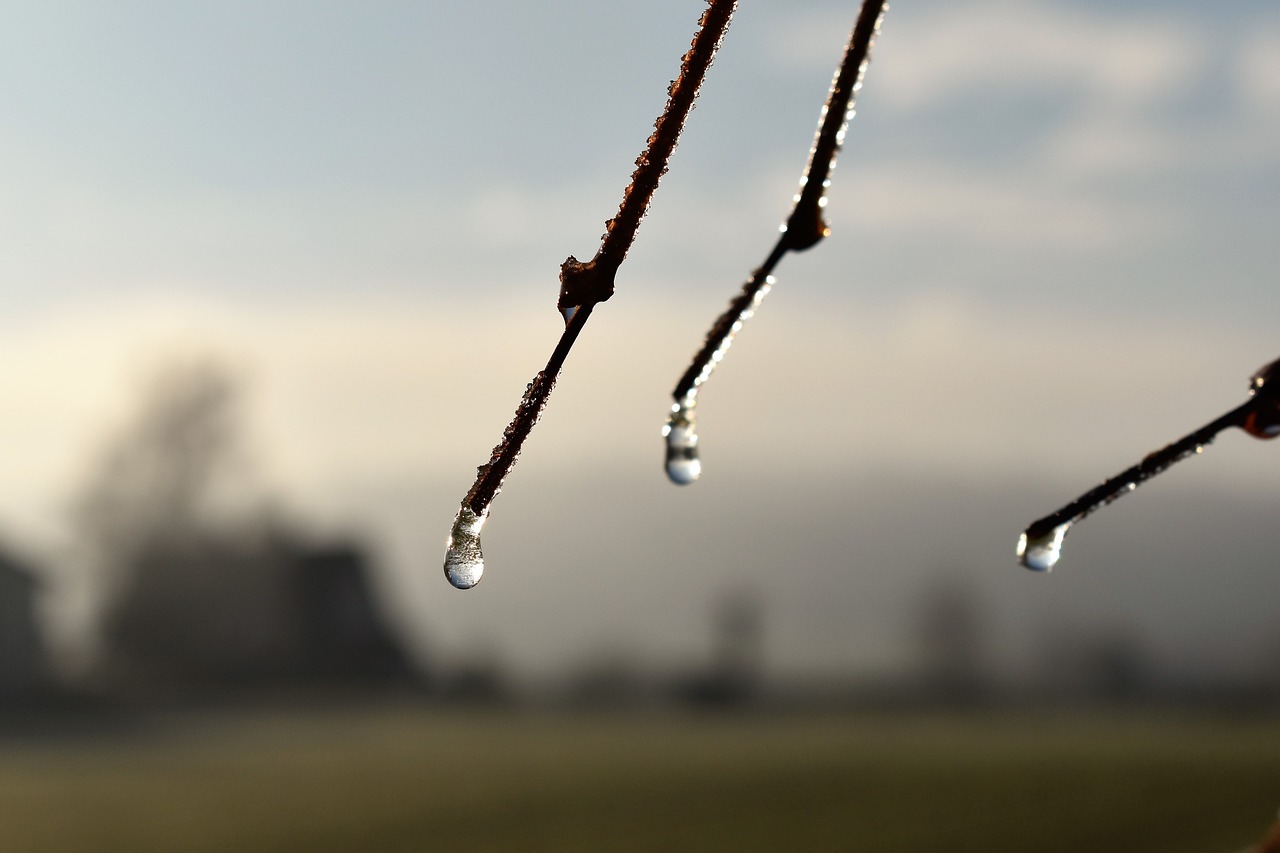 drip dew dewdrop free photo