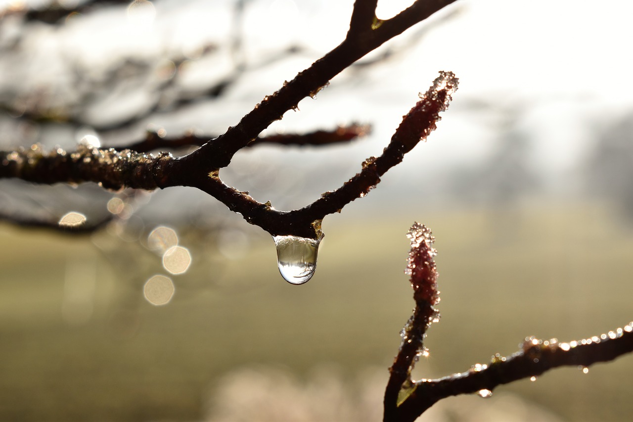 drip dew dewdrop free photo