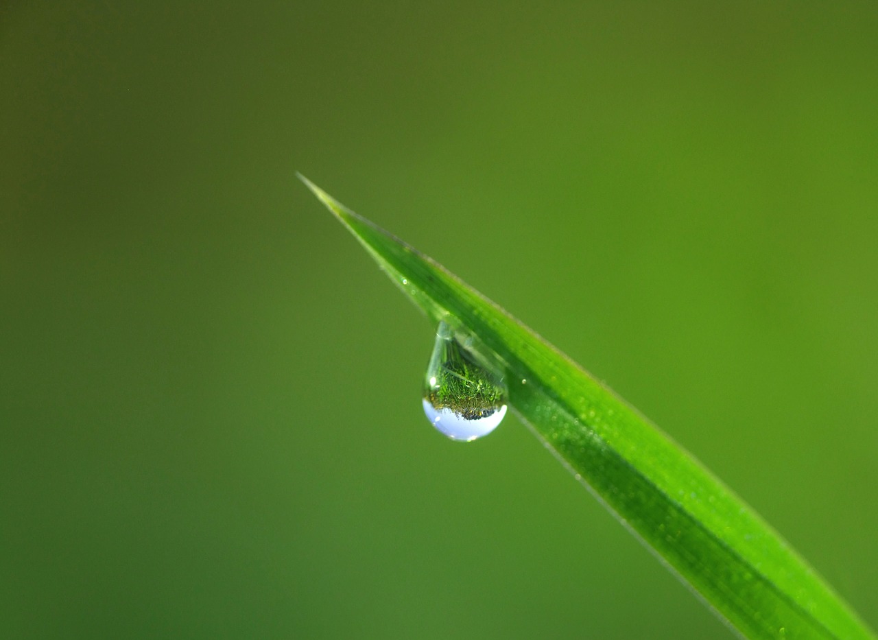 drip drop of water grass free photo