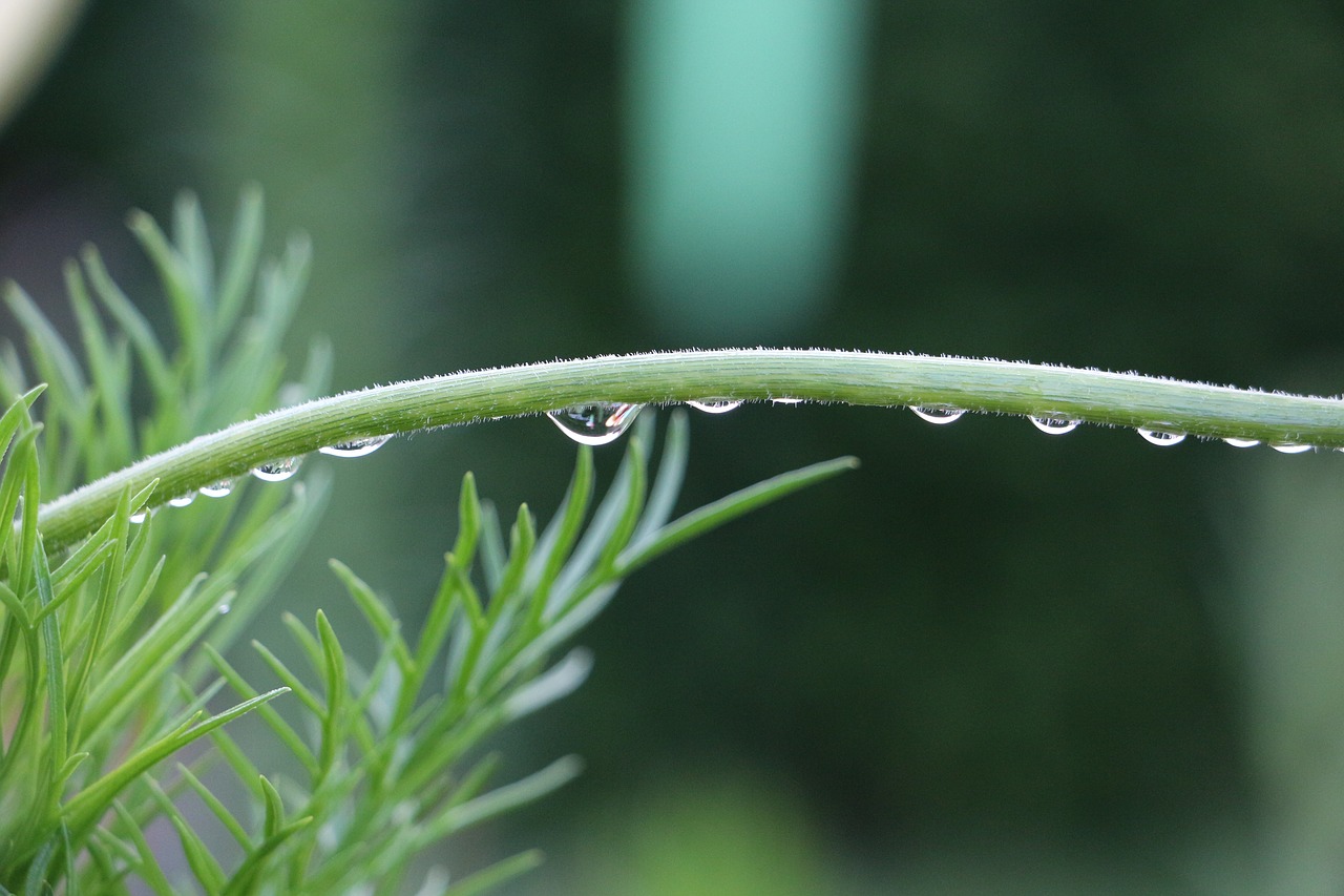 drip macro halm free photo