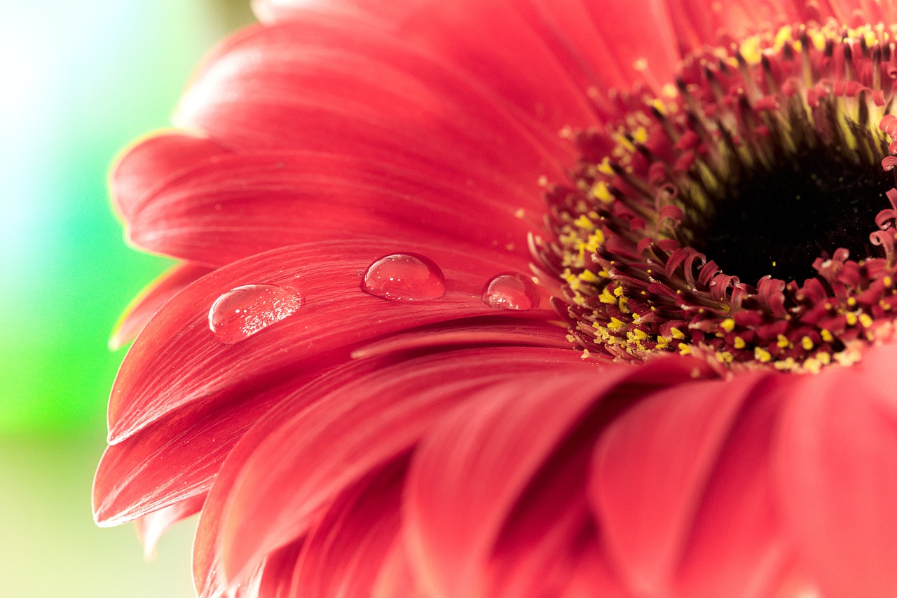 drip gerbera flower free photo