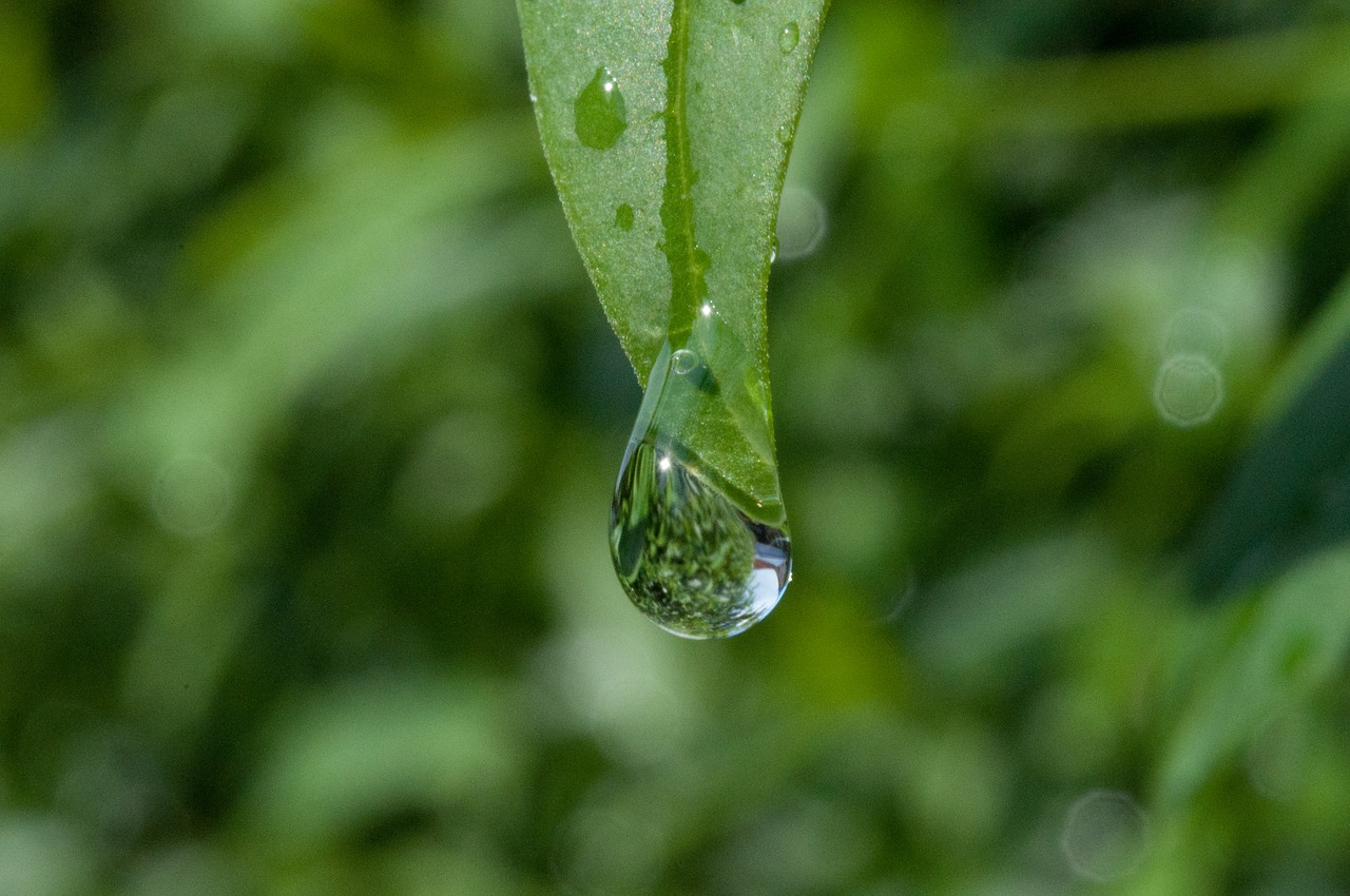 drip dew dewdrop free photo
