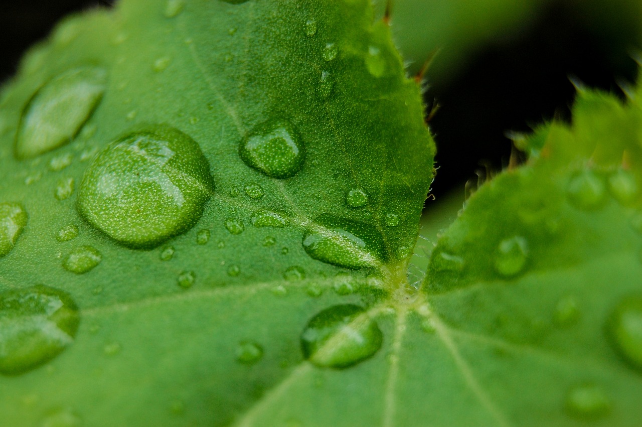 drip close drop of water free photo