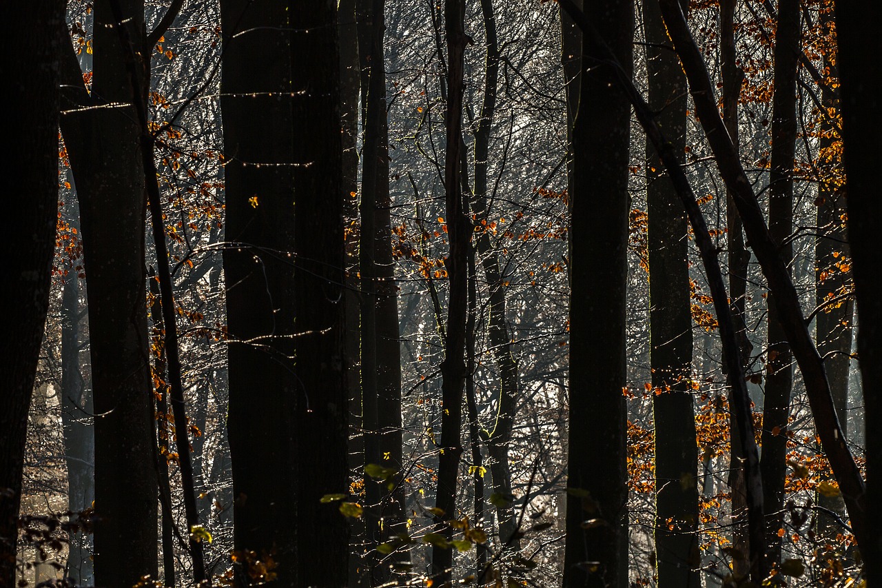 drip forest autumn free photo
