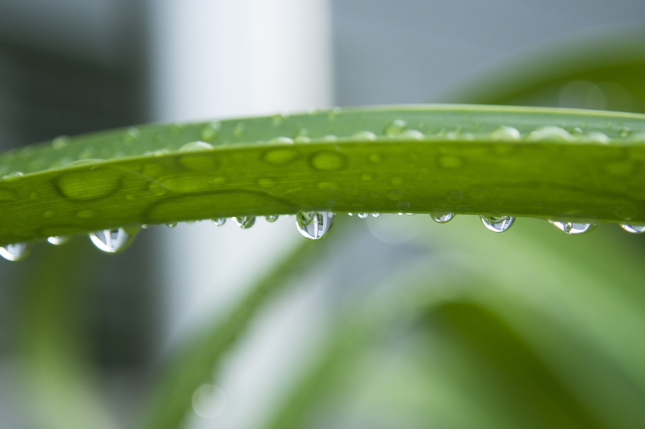 drip raindrop green plant free photo