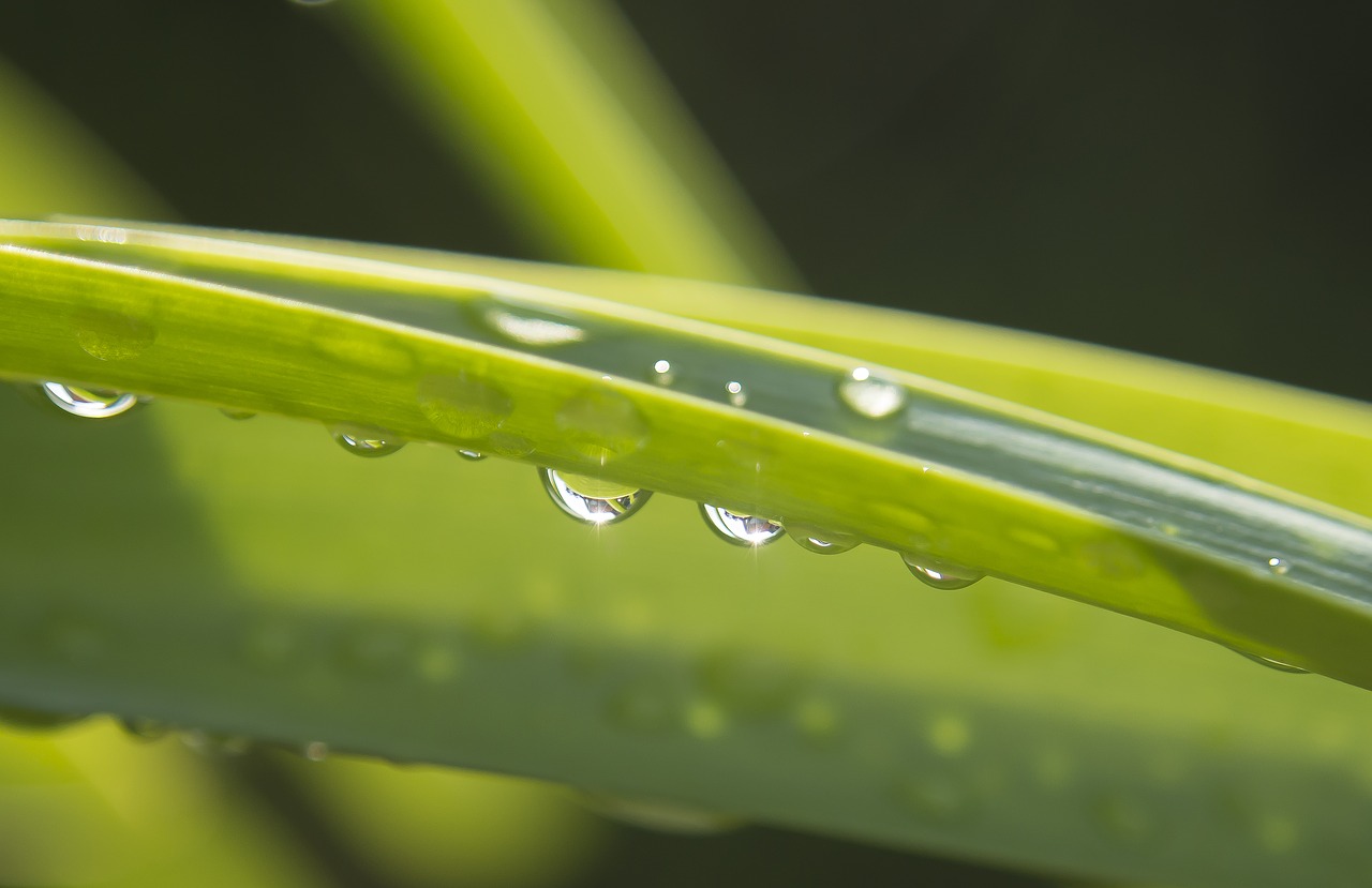 drip rain raindrop free photo