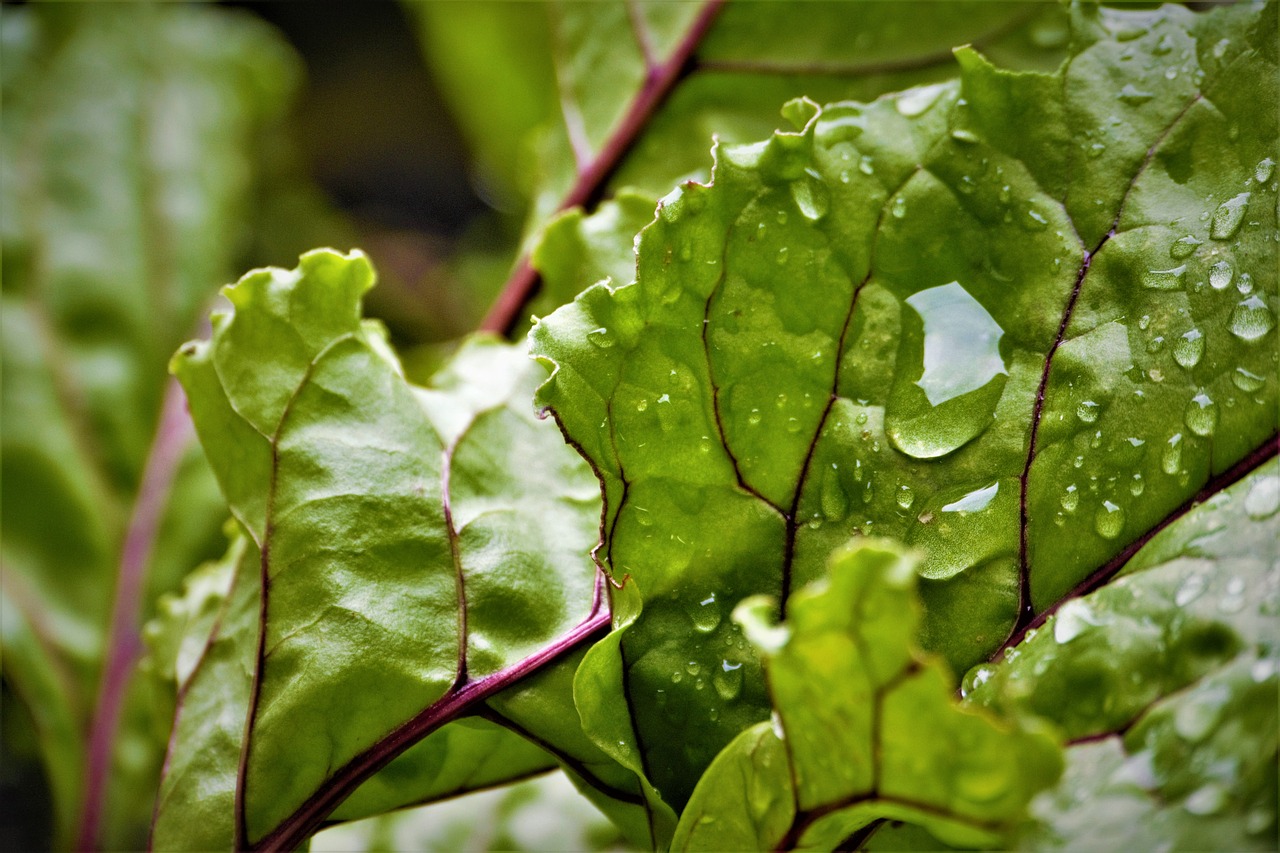 drip beetroot leaf free photo
