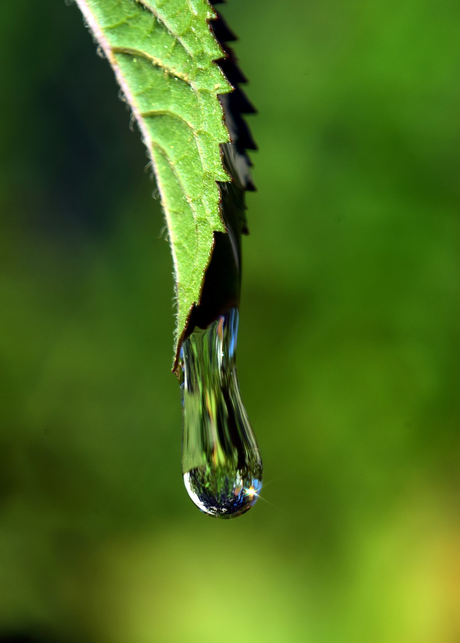 drip leaf drop of water free photo