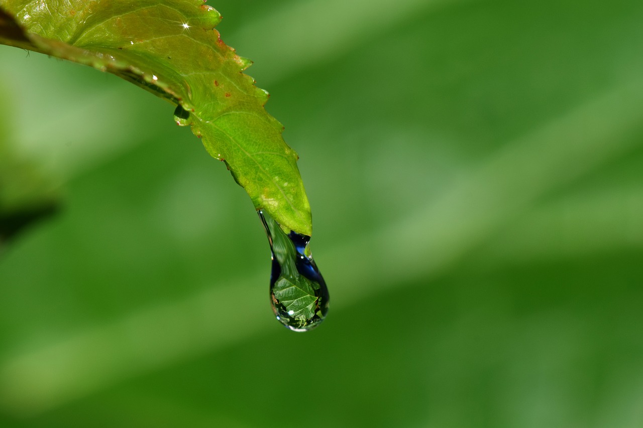 drip leaf drop of water free photo