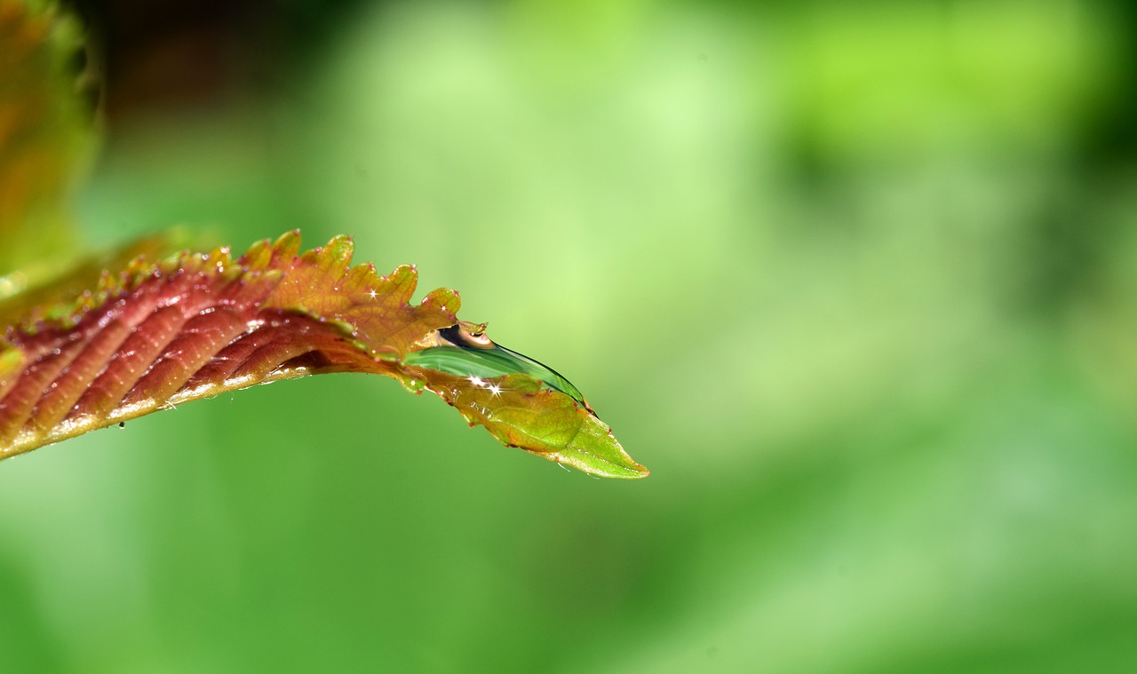 drip leaf drop of water free photo