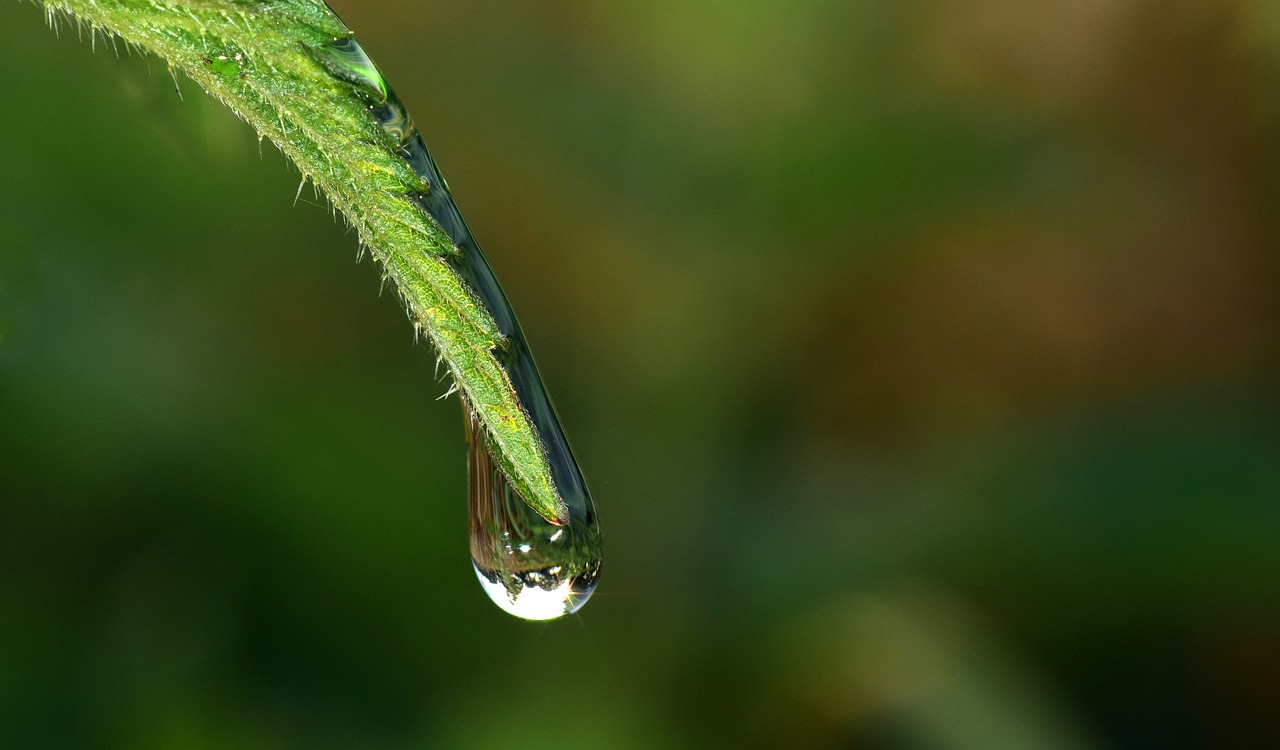 drip any drip drop of water free photo