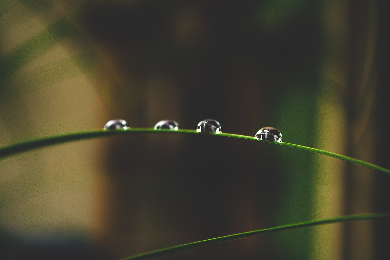 drip blade of grass grass free photo