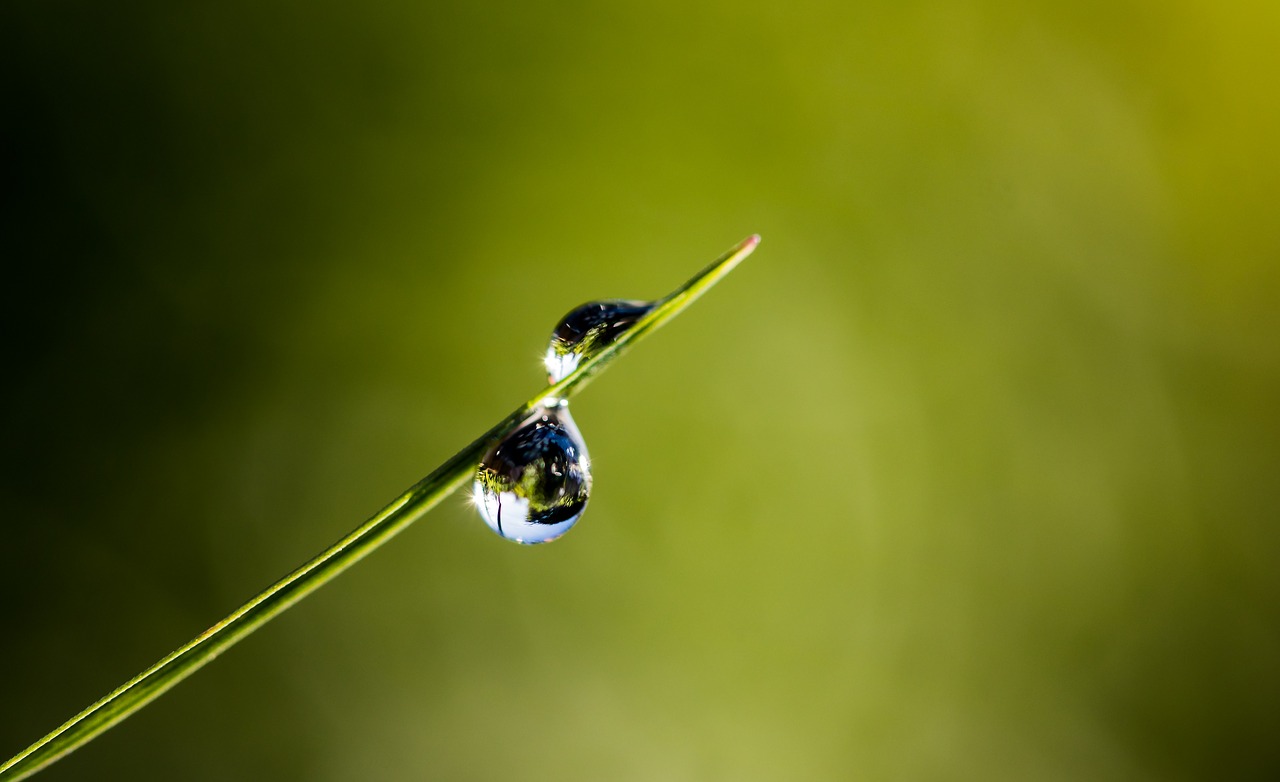 drip dewdrop blade of grass free photo