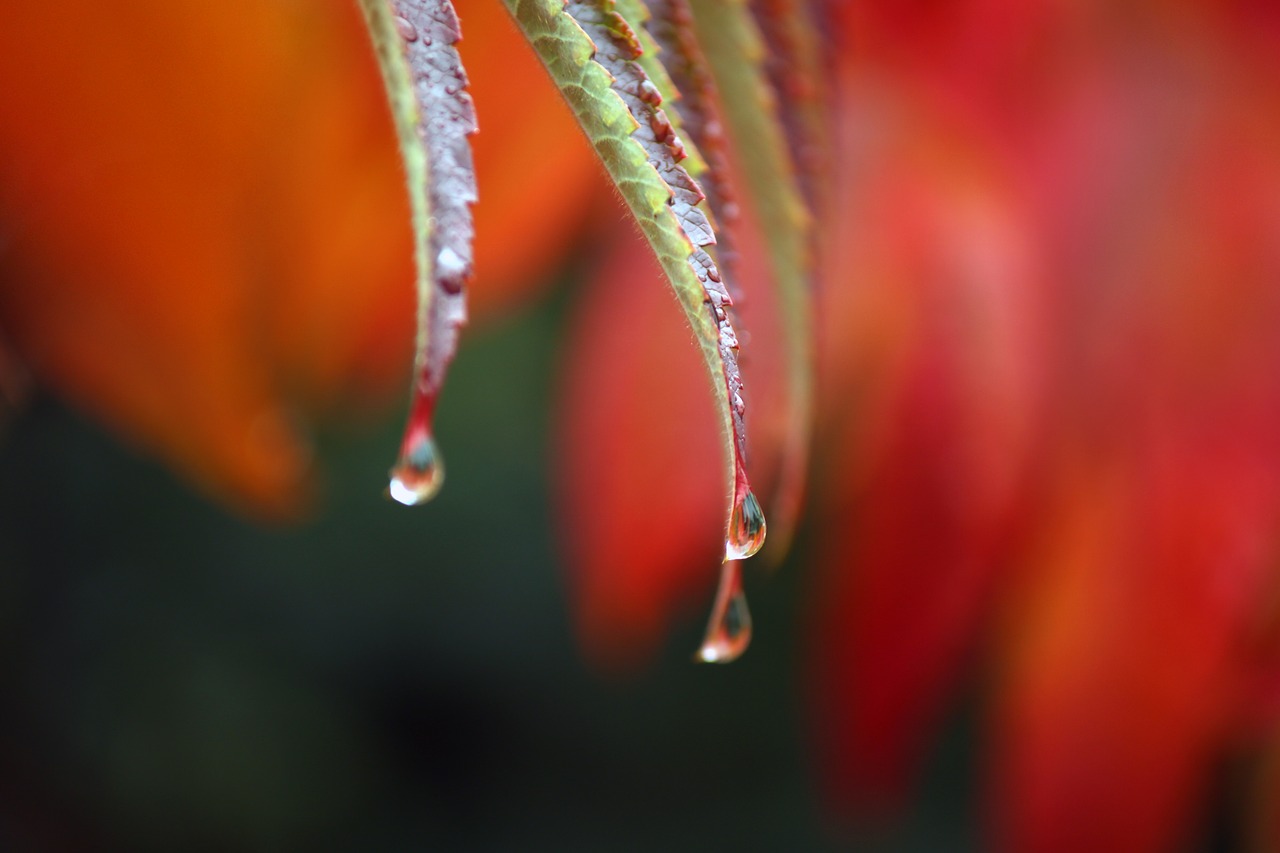 drip plant autumn free photo