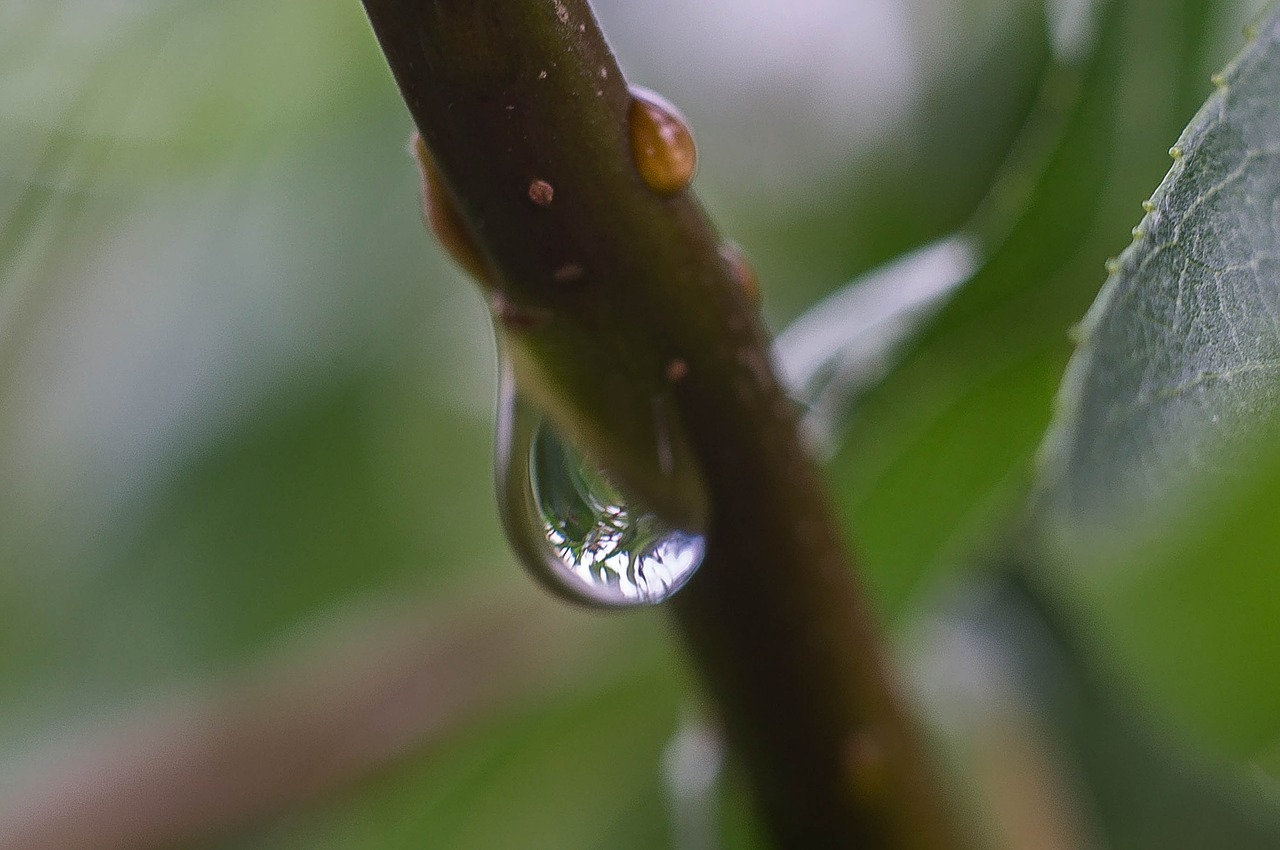 drip rain raindrop free photo