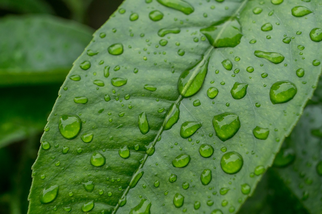 drip rain leaf free photo