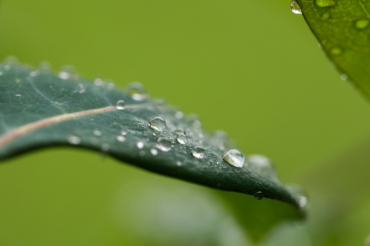 drip rain leaf free photo