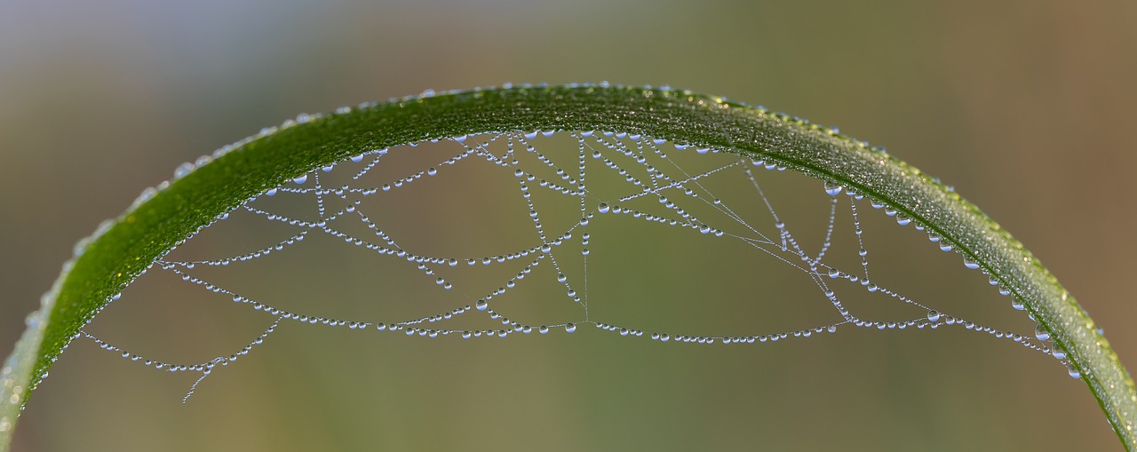 drip  dewdrop  beads free photo