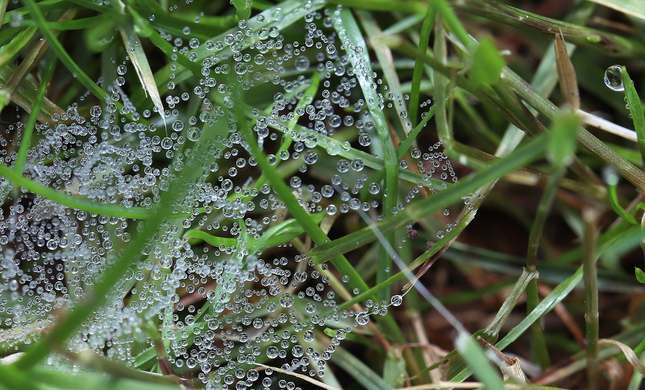 drip  dew  cobweb free photo