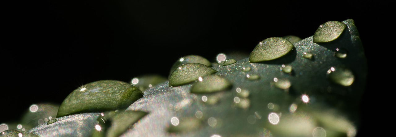 drip  macro  water free photo