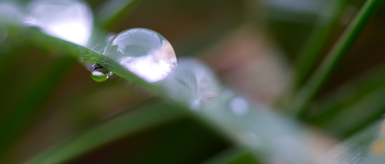 drip  drop of water  grass free photo