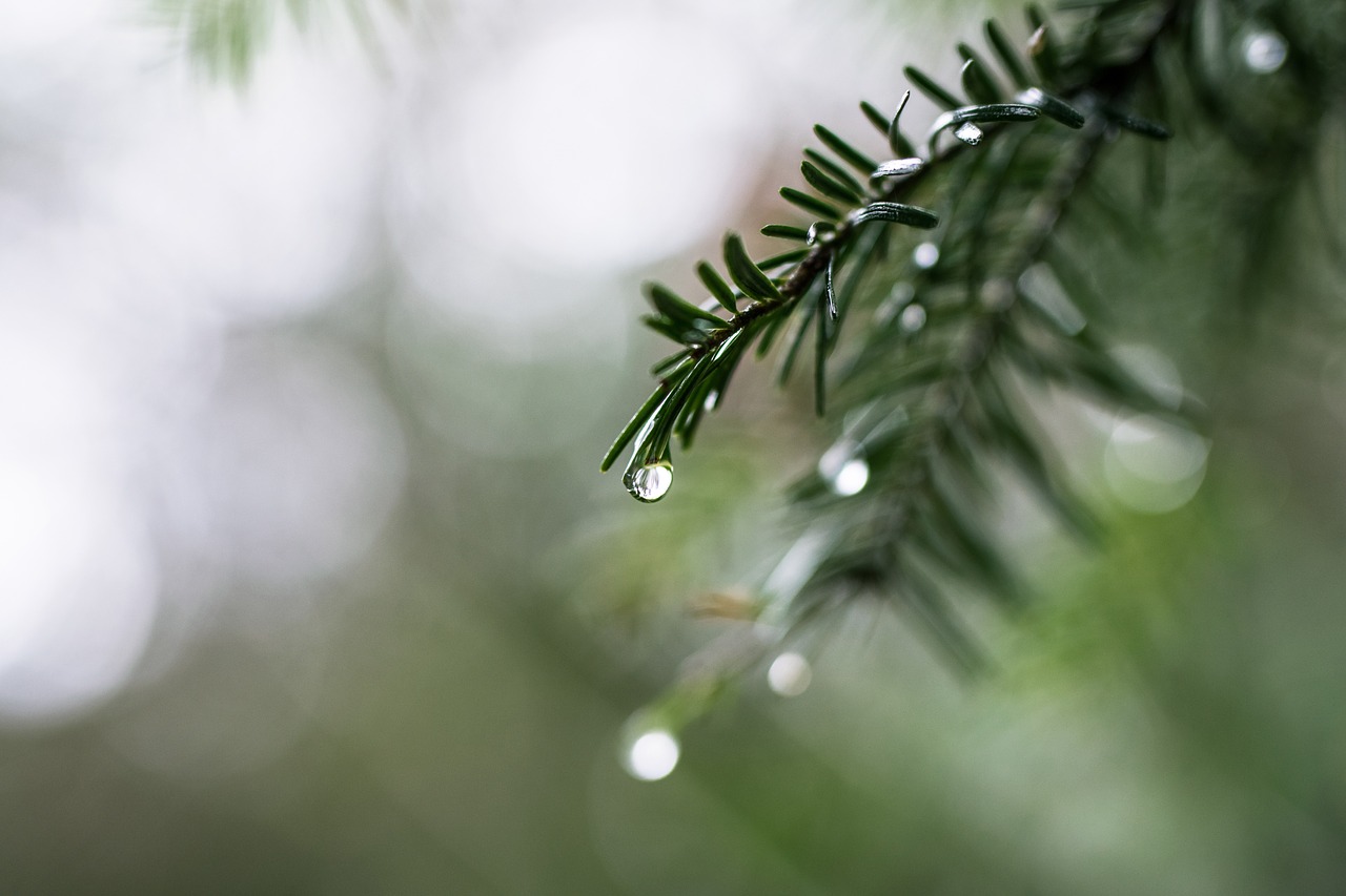 drip  rain  fir tree free photo