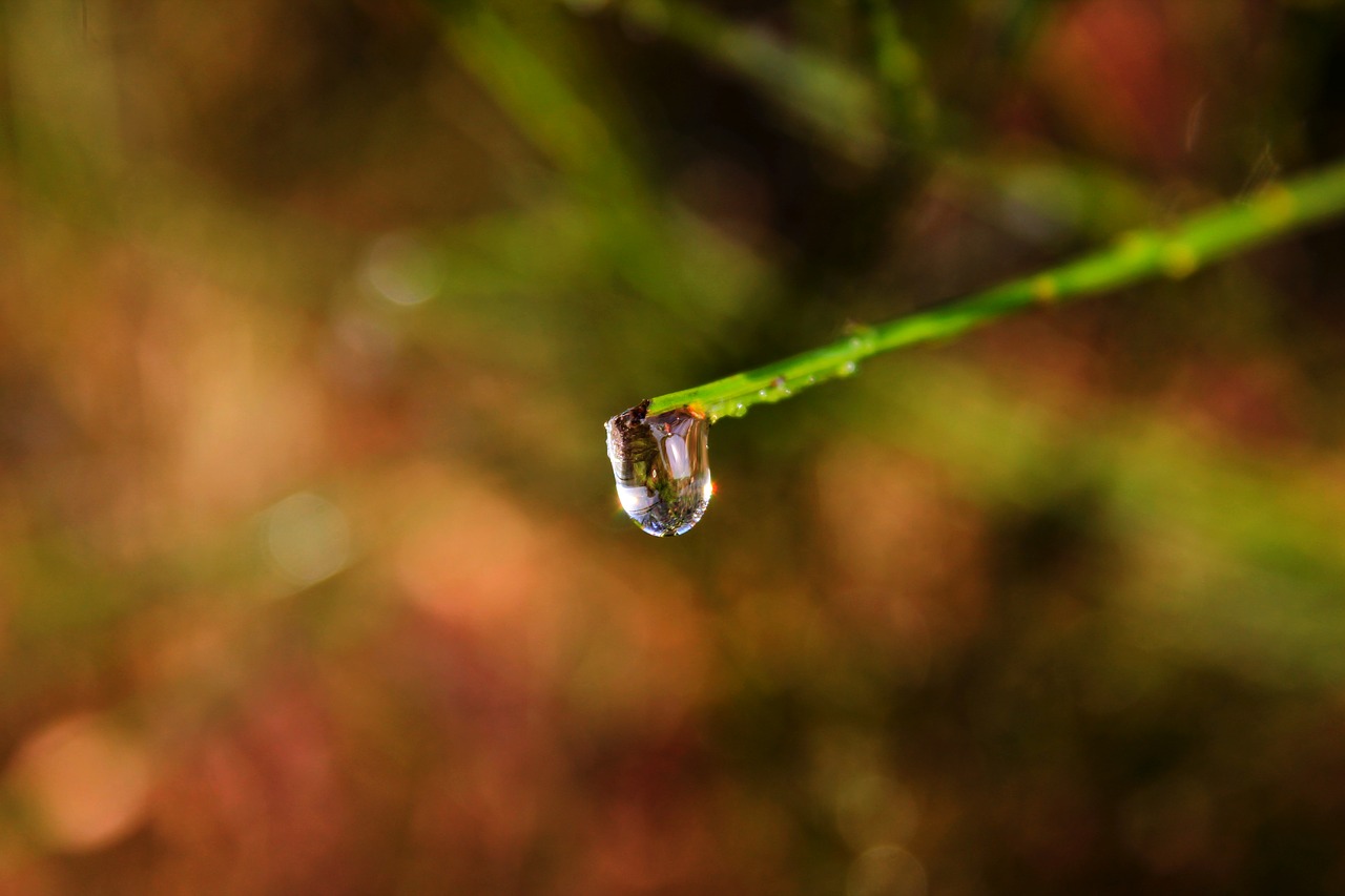 drip  nature  branch free photo