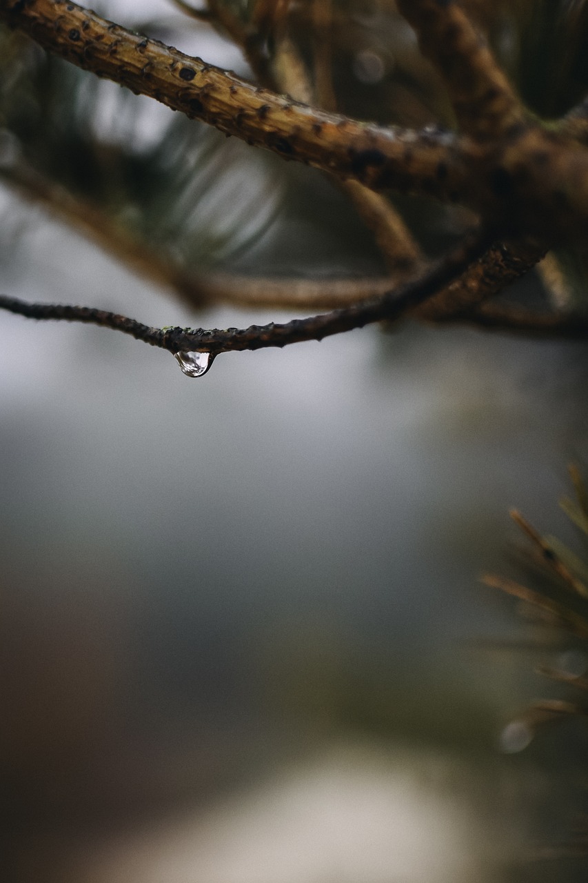 drip  raindrop  drop of water free photo