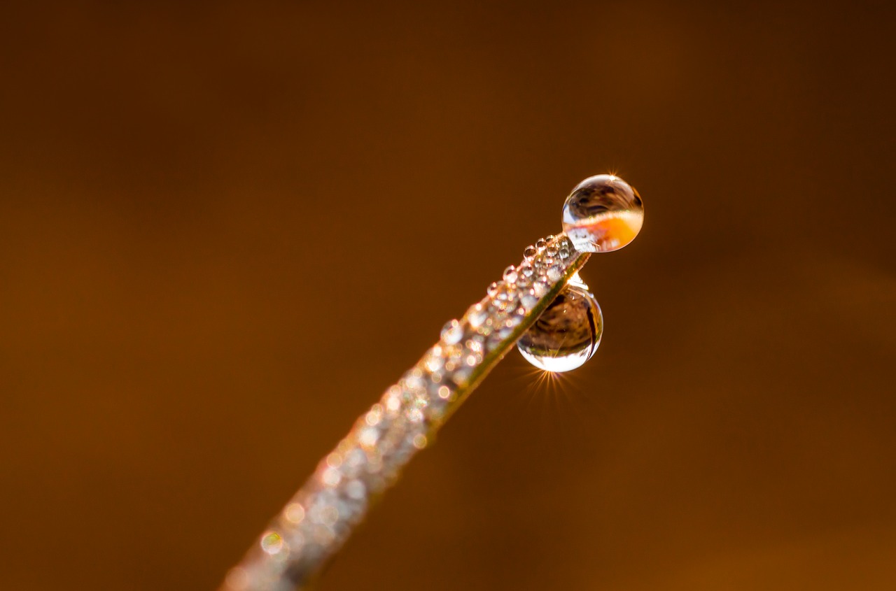 drip  blade of grass  drop of water free photo