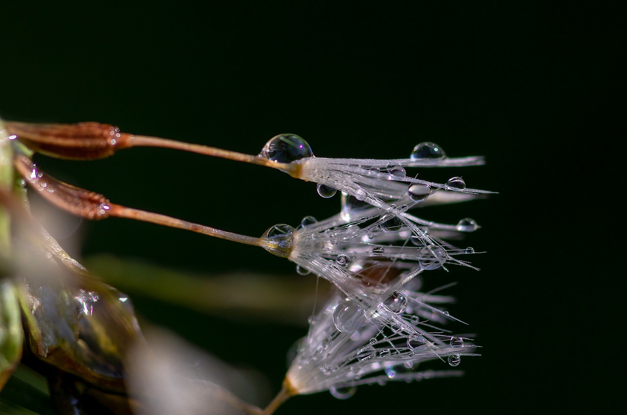 drip  dandelion seeds  raindrop free photo